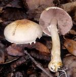 fungi images: Agaricus semotus